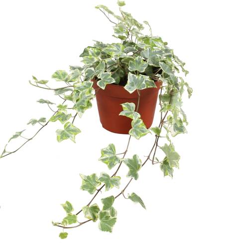 Efeu Mint Kolibri T13 H30