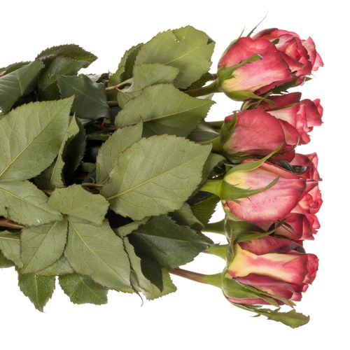 Rose creme/rot Spark Condor 60cm