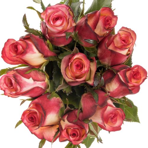 Rose creme/rot Spark Condor 60cm