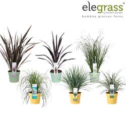 Grasser mix T19 H070