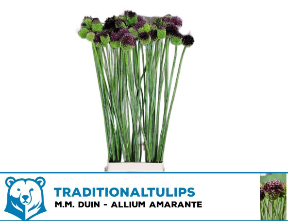 Allium dunkel braun Aubergine