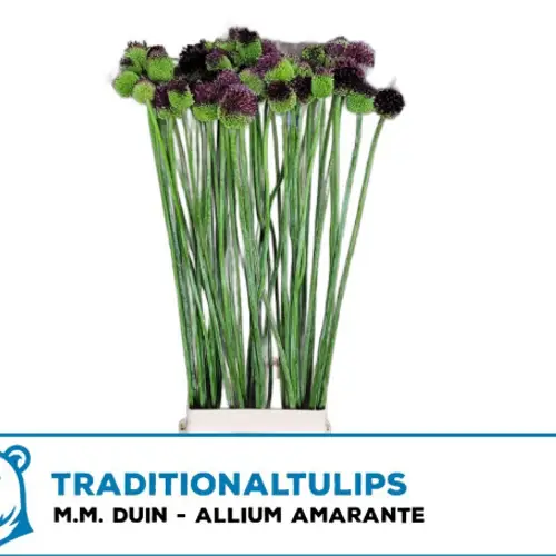 Allium dunkel braun Aubergine