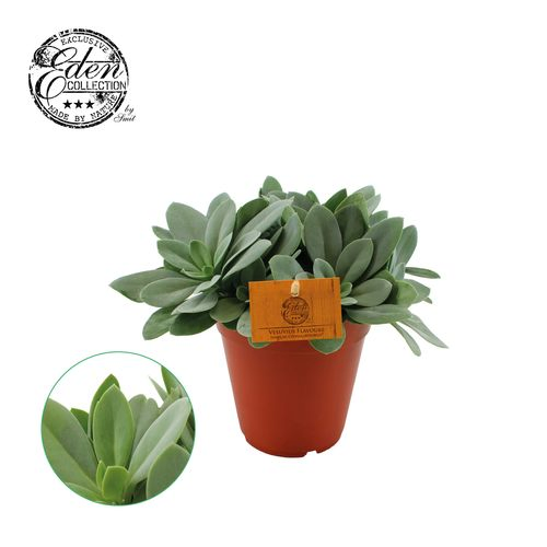 Senecio Cephalo T15 H25