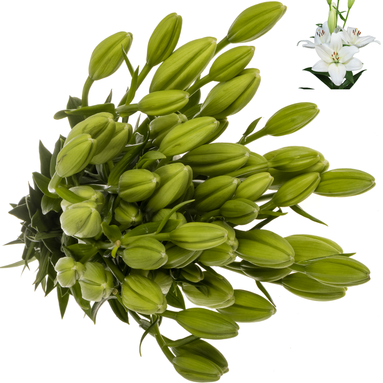 Lilie asiatisch weiss Mary Ann 4+ 90cm