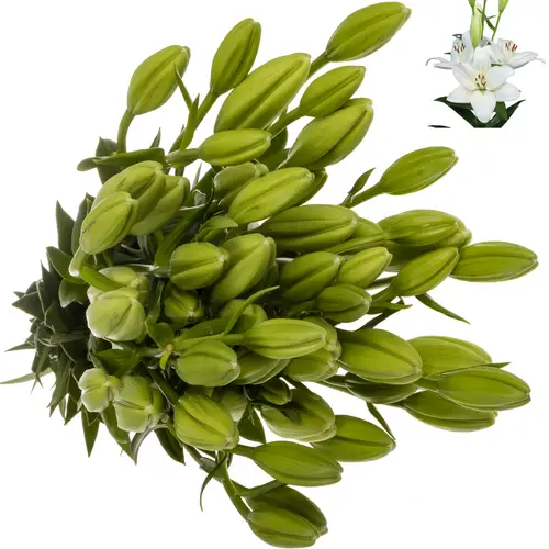 Lilie asiatisch weiss Mary Ann 4+ 90cm