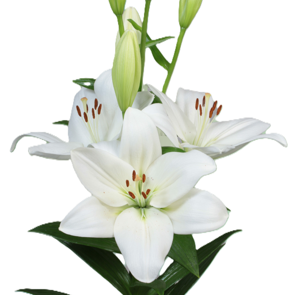 Lilie asiatisch weiss Mary Ann 4+ 90cm