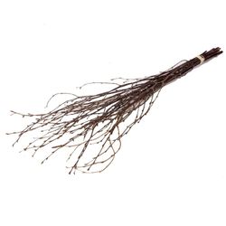 Trocken Zweig Birch natur L60cm