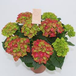 Hortensie Macr. Wackerbath 9Bl. T14 H040