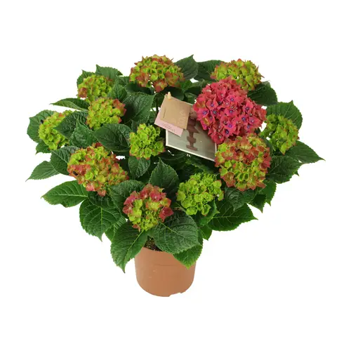 Hortensie Macr. Wackerbath 9Bl. T14 H040