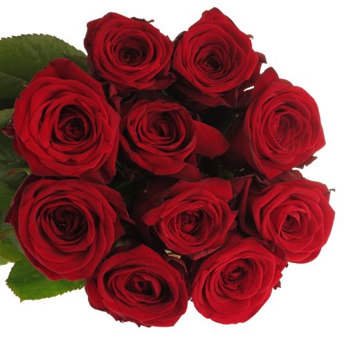 Rose rot Red Naomi (Porta Nova) Supra 70cm Valentinsta