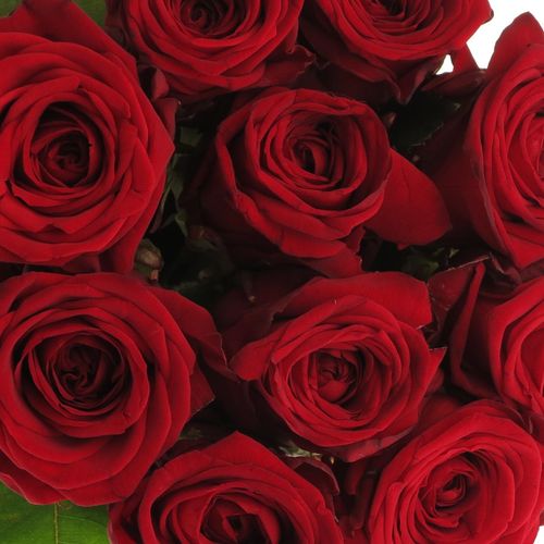 Rose rot Red Naomi (Porta Nova) Supra 70cm Valentinsta