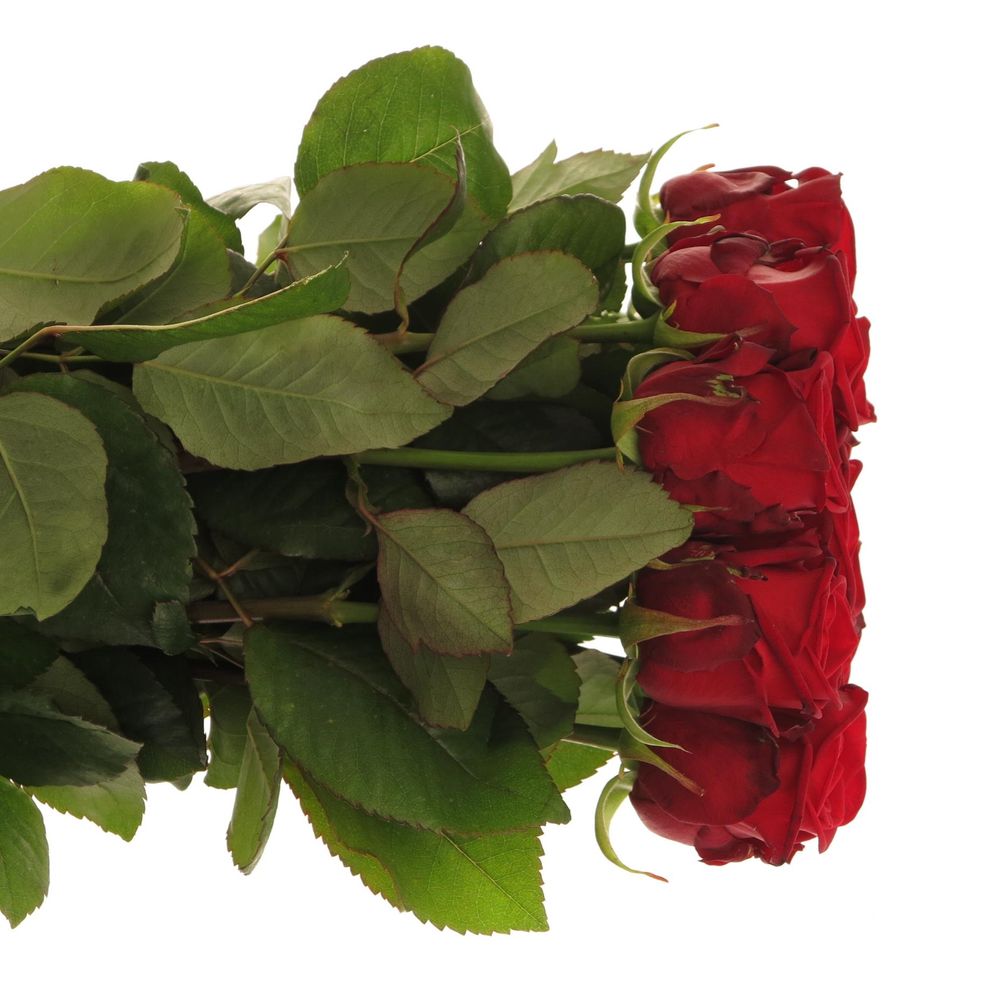 Rose rot Red Naomi (Porta Nova) Supra 70cm Valentinsta