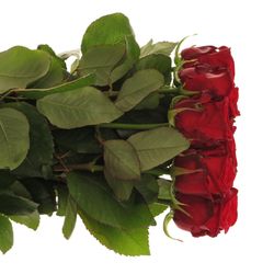 Rose rot Red Naomi (Porta Nova) Supra 70cm Valentinsta