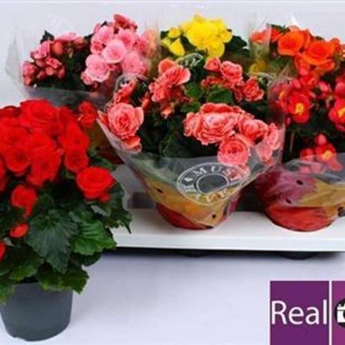 Begonia mix Schnapchen Von Uhr T13 H032