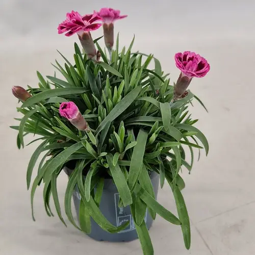 Dianth.lila Viva Magenta mini T07 H15