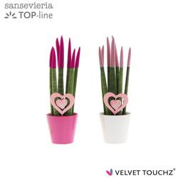 Sansevieria mix Velvet Touchz im Love Topf T08,5 H030