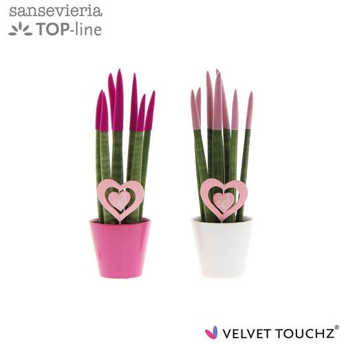 Sansevieria mix Velvet Touchz im Love Topf T08,5 H030