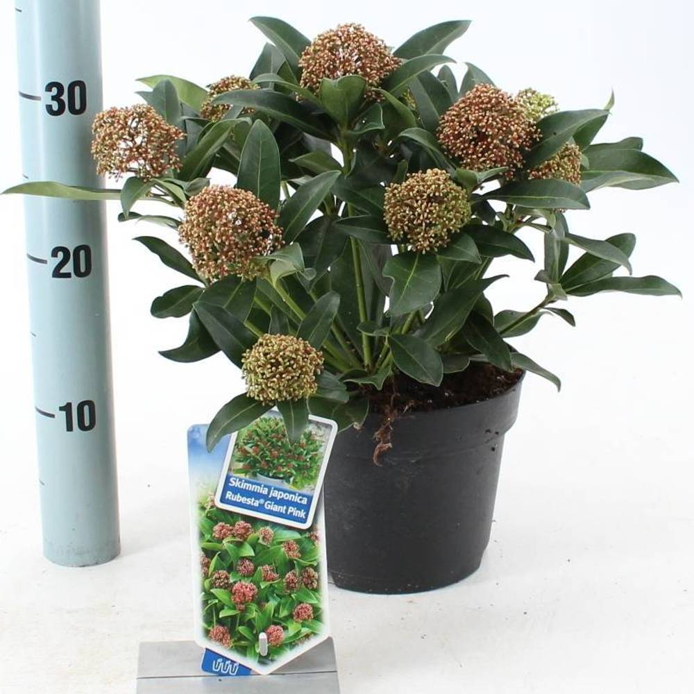 Skimmia Jap. Rubesta Giant Pink T17 H025