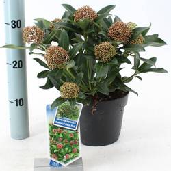 Skimmia Jap. Rubesta Giant Pink T17 H025