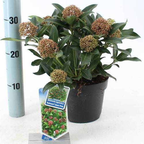 Skimmia Jap. Rubesta Giant Pink T17 H025