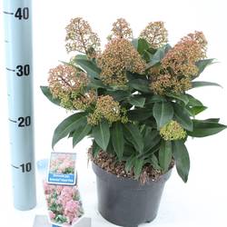 Skimmia Jap. Rubesta Giant Pink T17 H025
