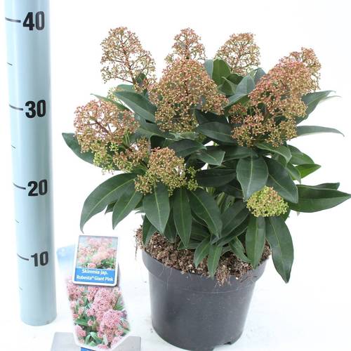 Skimmia Jap. Rubesta Giant Pink T17 H025