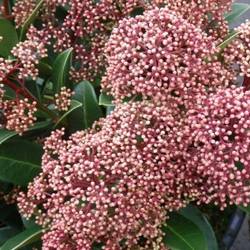 Skimmia Jap. Rubesta Giant Pink T17 H025