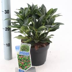 Skimmia Jap. Rubesta Giant Pink T17 H025
