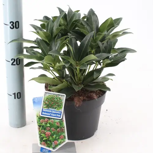 Skimmia Jap. Rubesta Giant Pink T17 H025