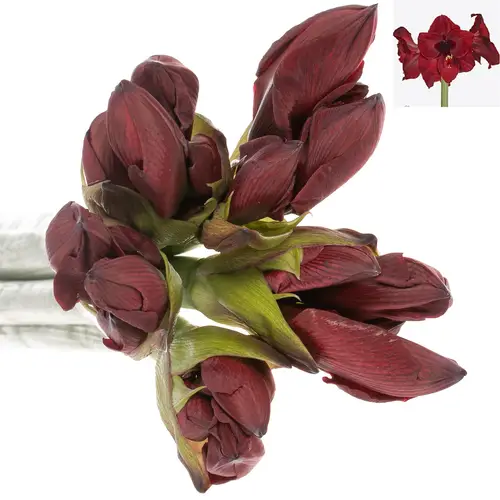 Amaryllis rot dunkel Red Reality