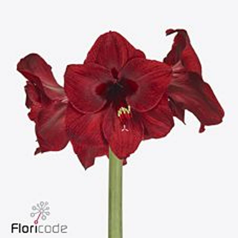 Amaryllis rot dunkel Red Reality