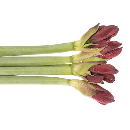 Amaryllis rot dunkel Red Reality