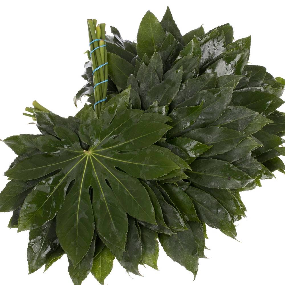 Aralia grün Buendel 30cm