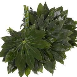 Aralia grün Buendel 30cm