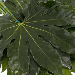 Aralia grün Buendel 30cm