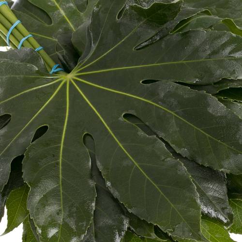 Aralia grün Buendel 30cm