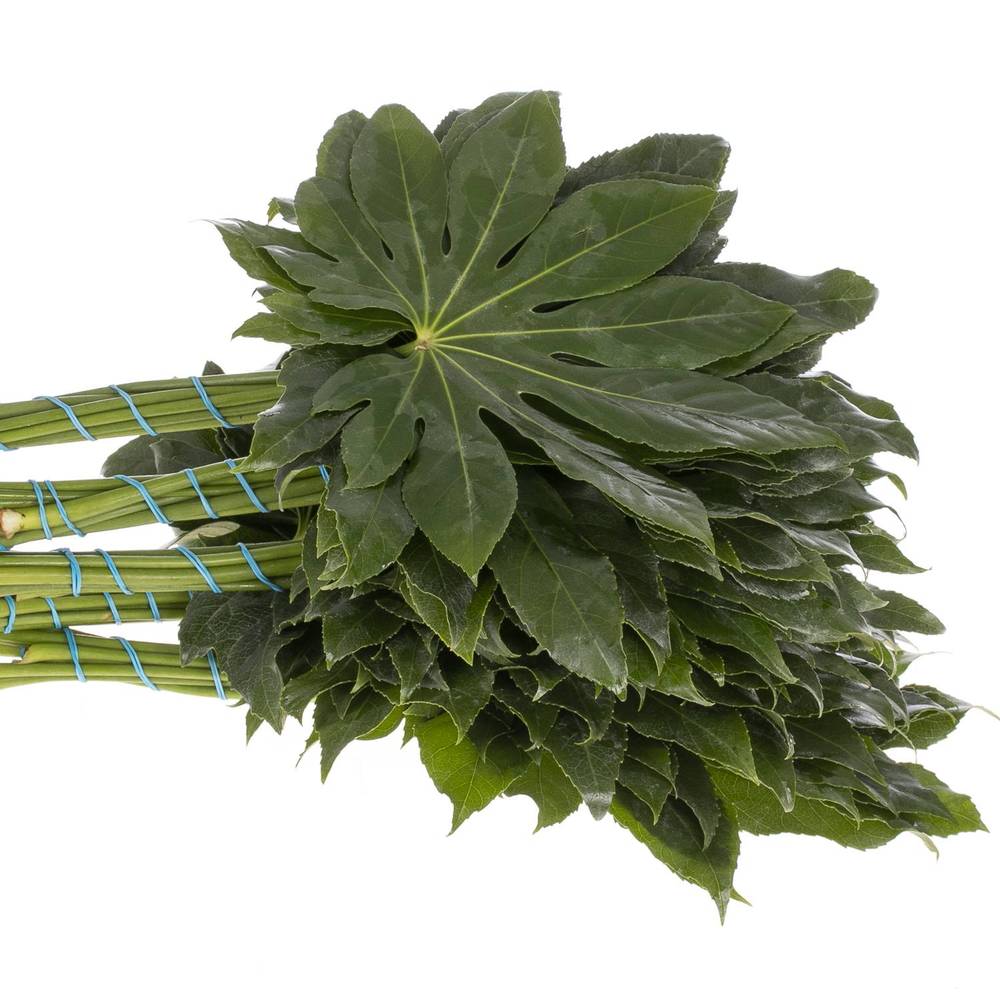 Aralia grün Buendel 30cm
