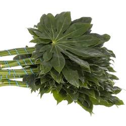 Aralia grün Buendel 30cm
