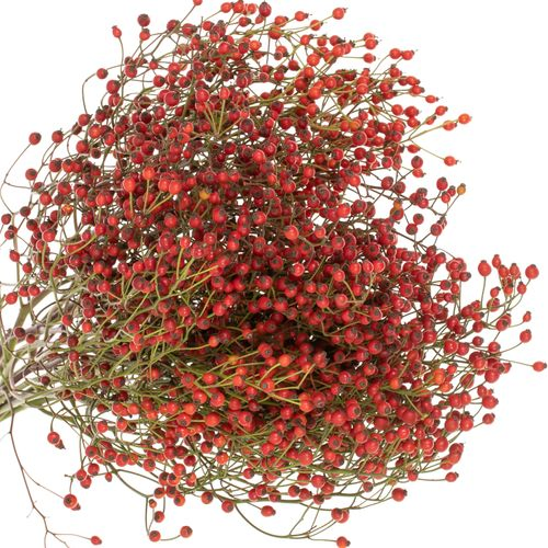 Hagebutte rot Splendor 50cm