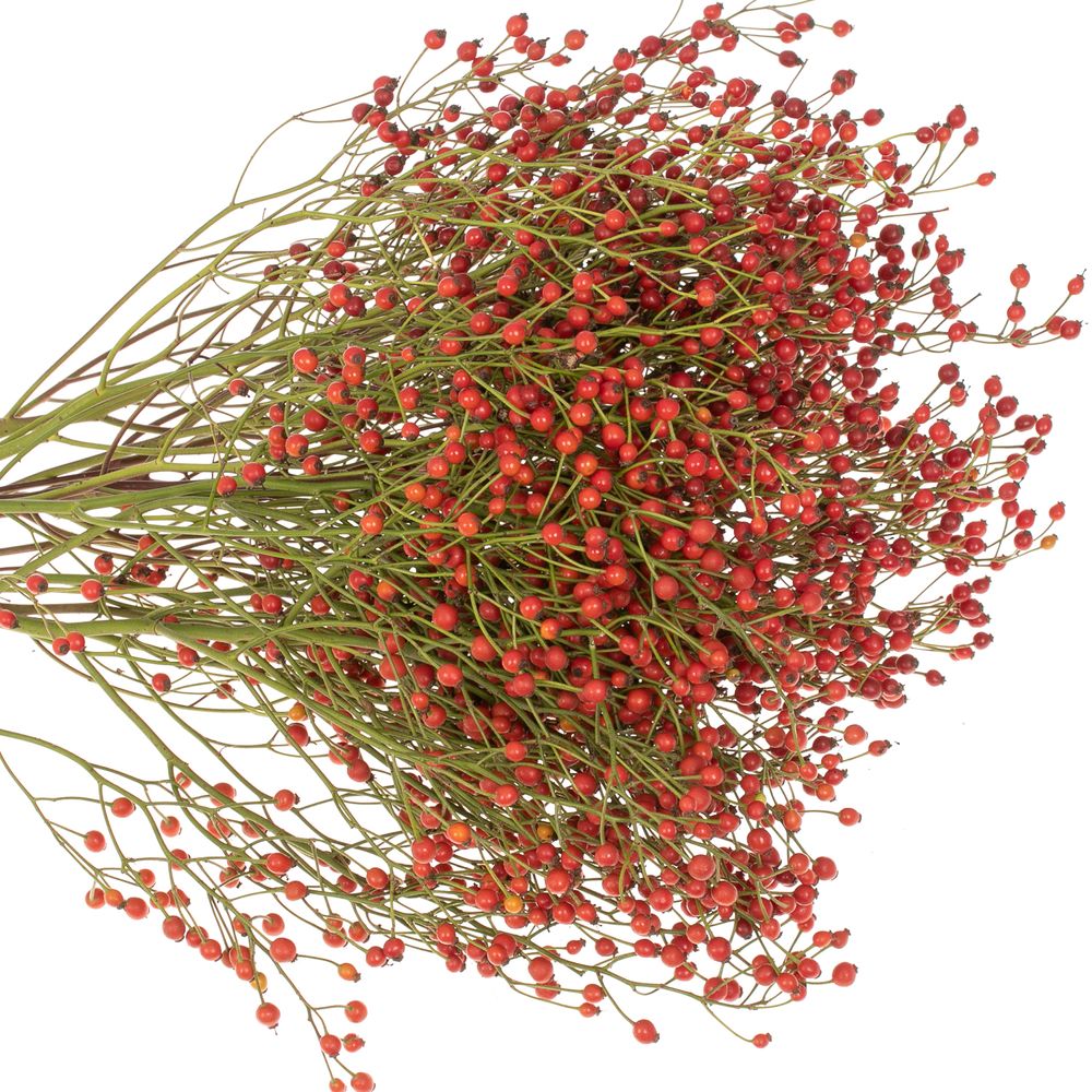 Hagebutte rot Splendor 50cm