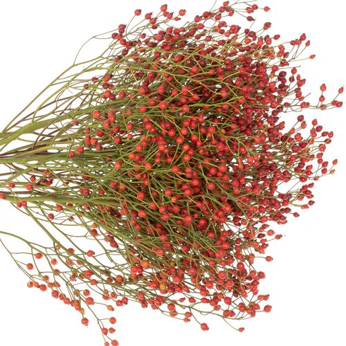 Hagebutte rot Splendor 50cm