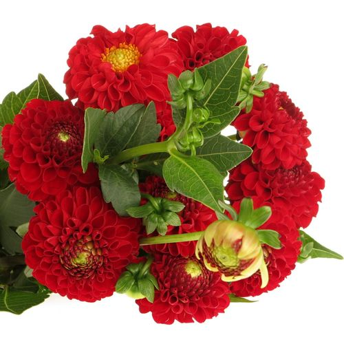 Dahlia rot Nescio 50cm