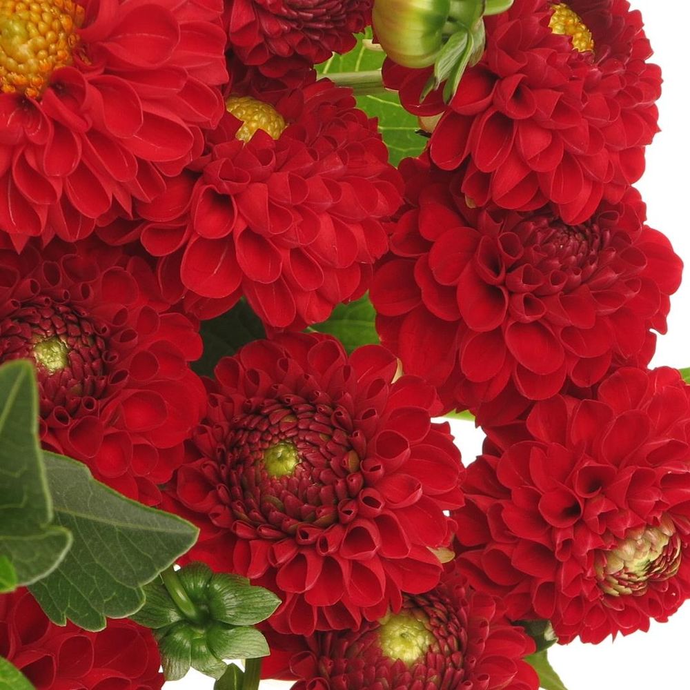 Dahlia rot Nescio 50cm