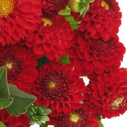 Dahlia rot Nescio 50cm