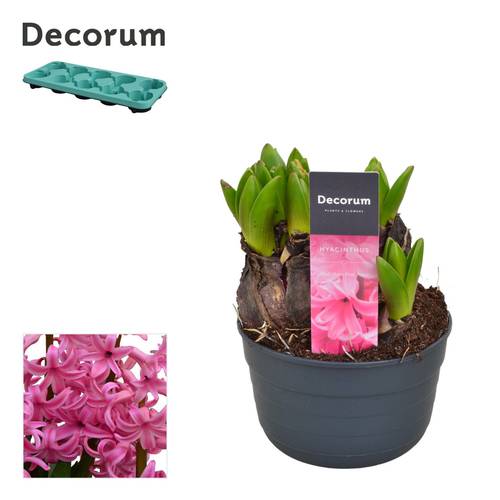 Hyazinthe rosa Multiflora T10,5 H015