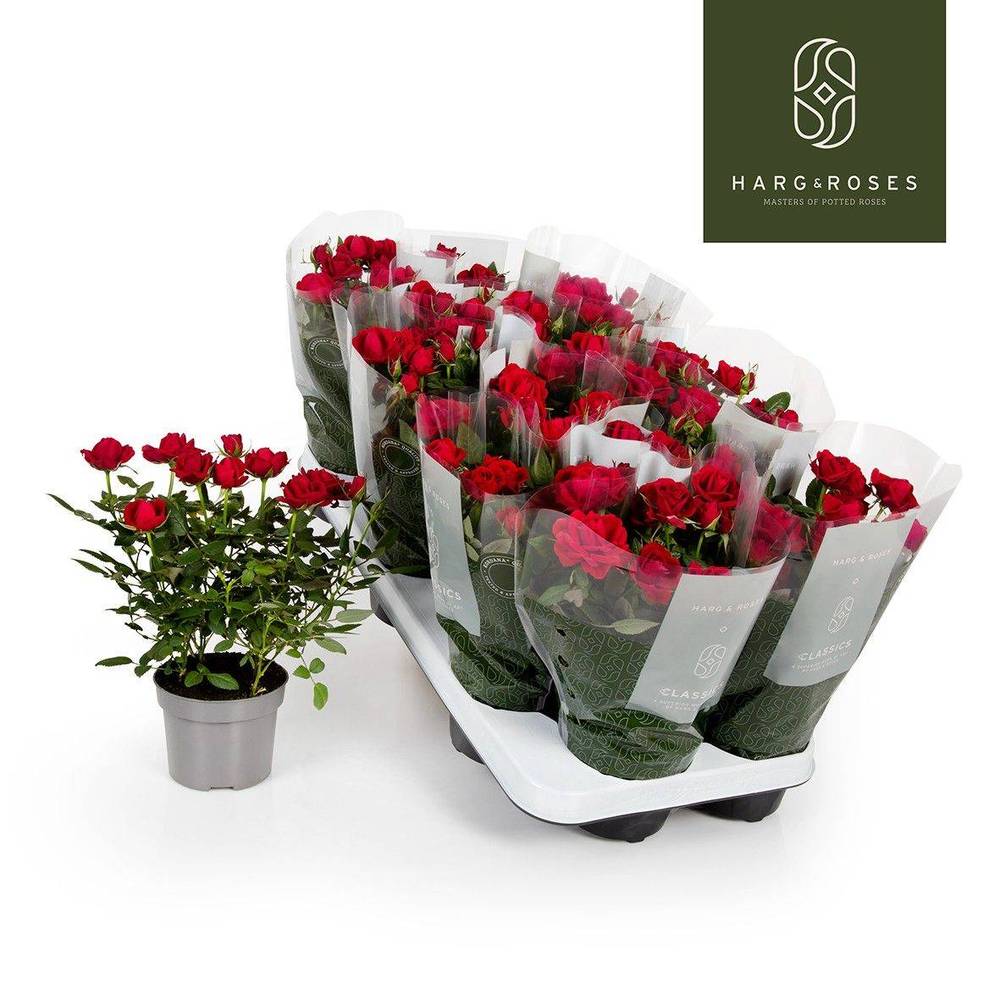 Rose Kordana rot Apache T10,5 H027