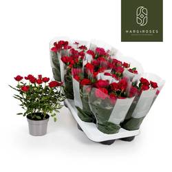 Rose Kordana rot Apache T10,5 H027