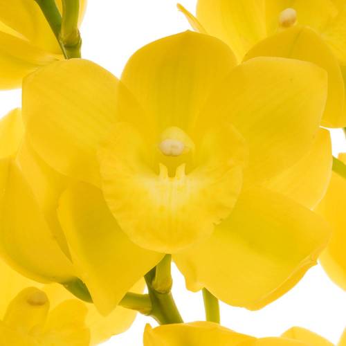Mini Cymbidium gelb Carioca 70cm 15+Blüte