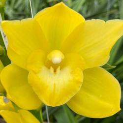 Mini Cymbidium gelb Carioca 70cm 15+Blüte