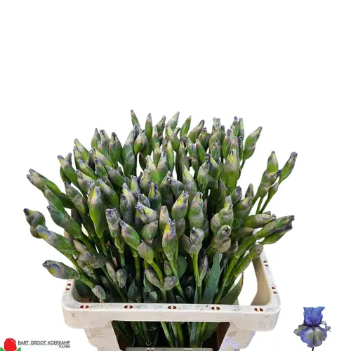 Iris blau Cup Race Starlite 60 cm